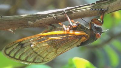 BROOD TEN CICADAS