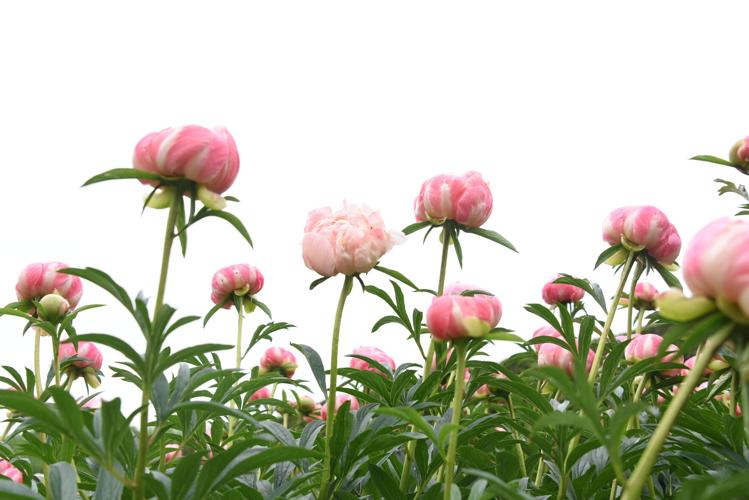 Peak peony time coming soon to Allerton Community