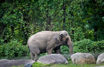Bronx Zoo Elephant
