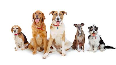 Generic dogs (GG)