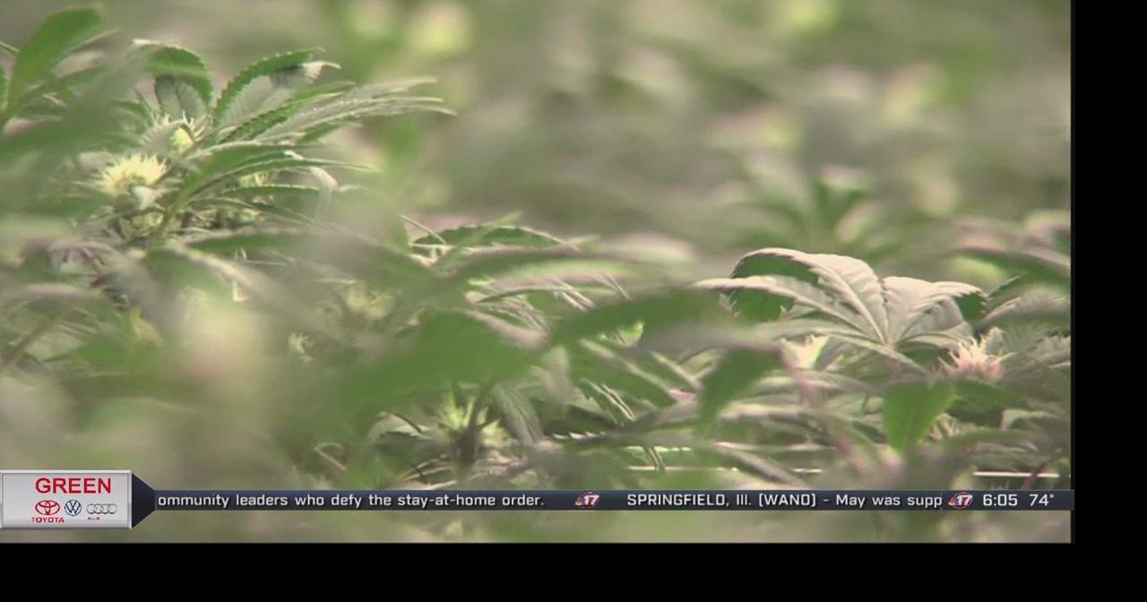 How state and local police measure, enforce cannabis-impaired driving | News | wandtv.com