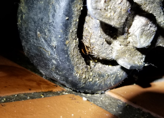 Whit's End cockroaches 4