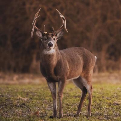 A double drop tine buck found in Springfield