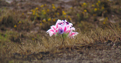 Trilla neighbors impacted by deadly Coles County plane crash