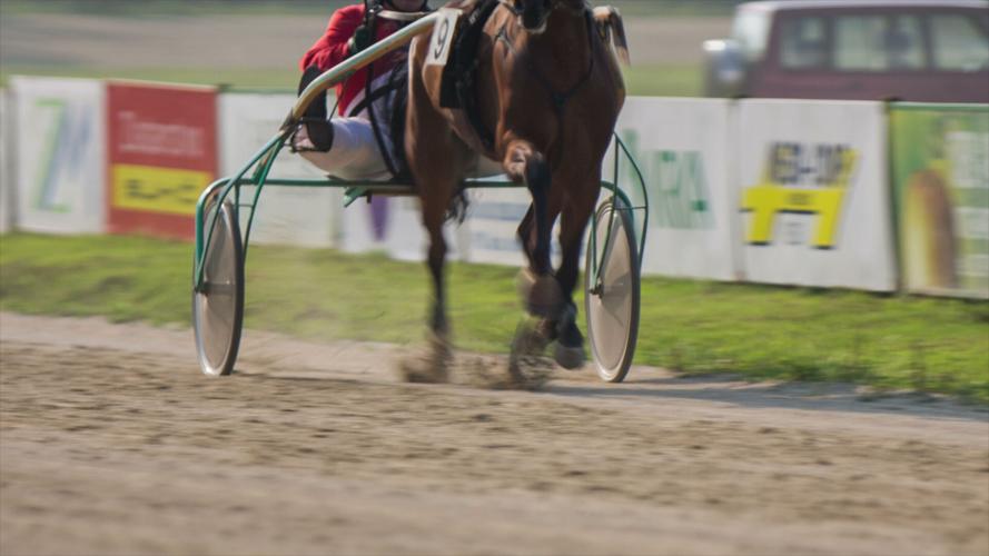 Harness racing generic