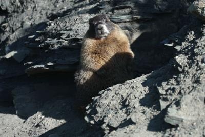 Marmots Climate Research