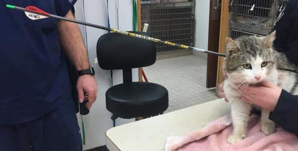 Cat wounded
