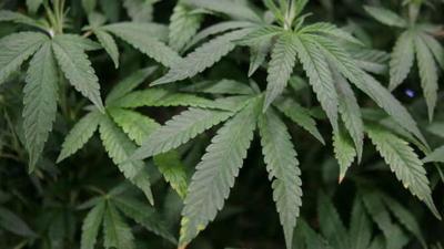 Marijuana's 4/20 holiday tied to rise in fatal car crashes