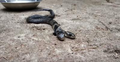 Two headed snake.JPG