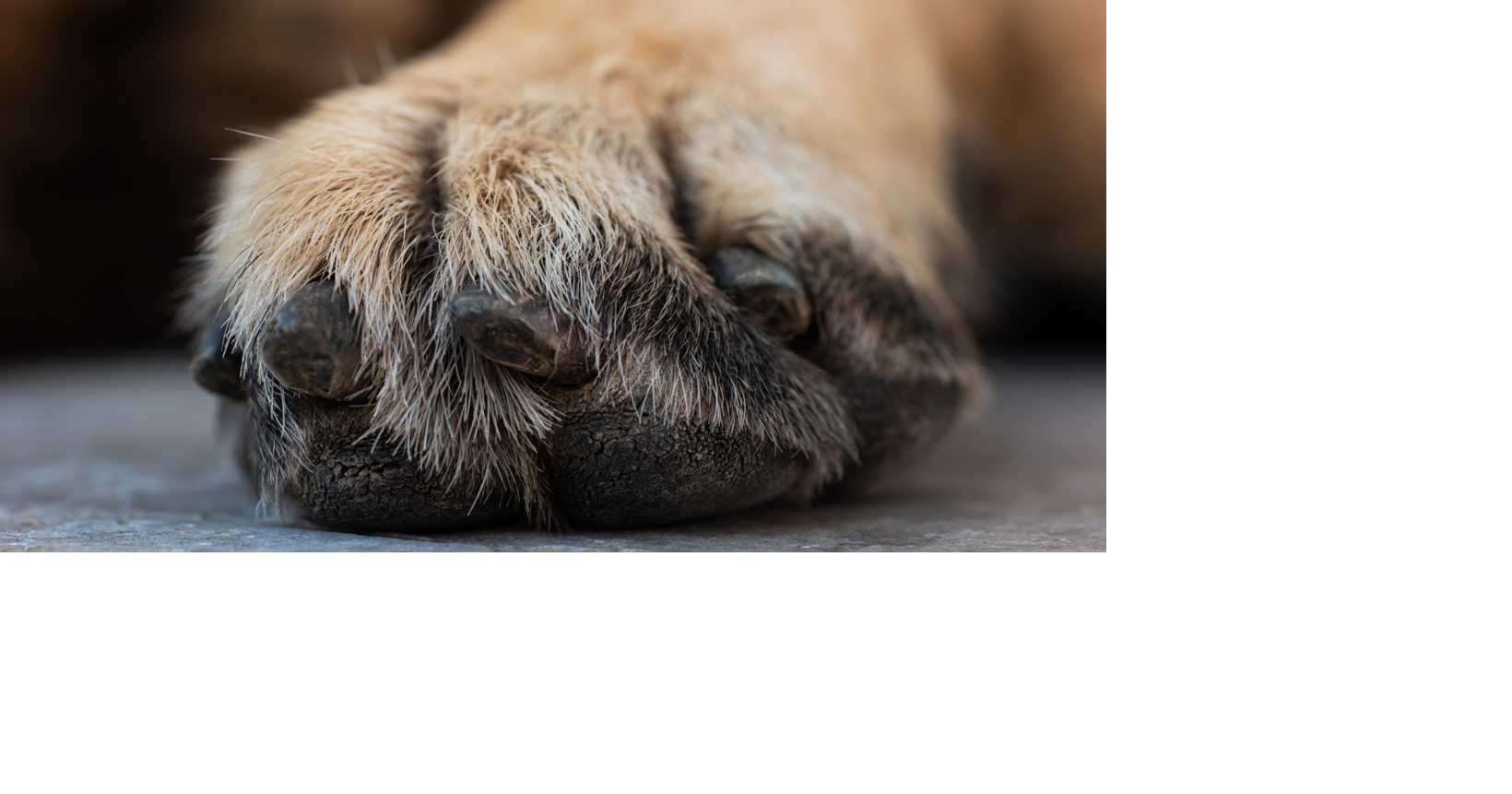 Pawsitively hot outside: Taking care of your pets during a heat wave