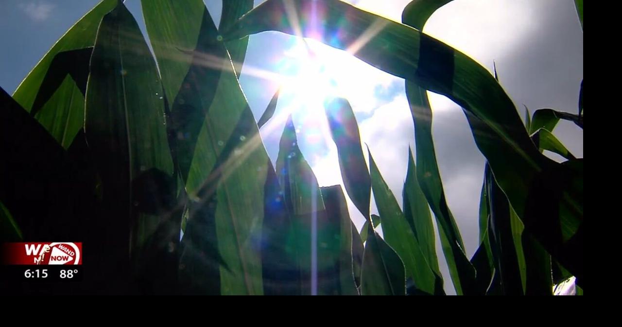 Mid-summer crop update: Local farmers watch skies and markets