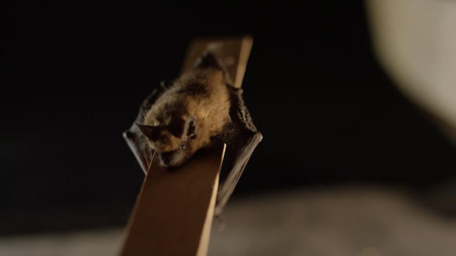 Bat crawling