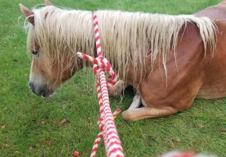 Tuscola horse visit 2