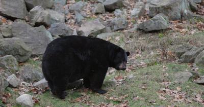 black-bear-looking-towards-camera-then-turns-to-eat-grass-on-cold-autumn-day-SBI-351156387.jpg