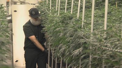 Cannabis in Illinois