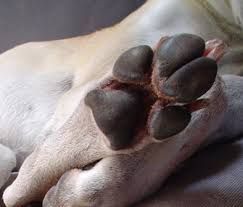 Dog infected with Parvo forces partial closure of humane society