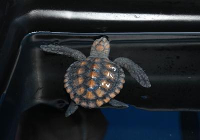 South Africa Baby Turtles Rescued