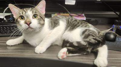 Douglas Co. Sheriff searching for owner of cat thrown from pickup