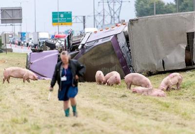 Pigs seen on interstate after crash with injuries