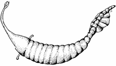 Strange Illinois Fossil Mystery May Be Solved