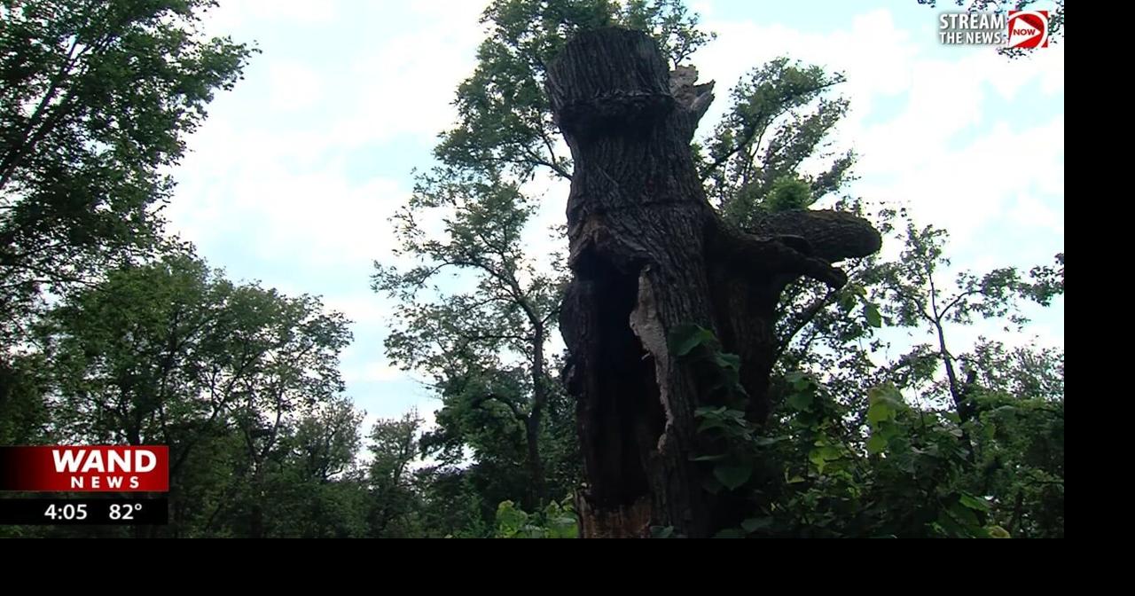 Storm-damaged Lincoln Homestead State Park seeks funds for tree replanting