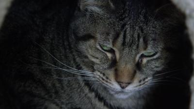 Cat in a shelter