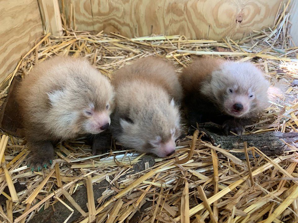 Baby Red Pandas Born At Bloomington Zoo Top Stories Wandtv Com