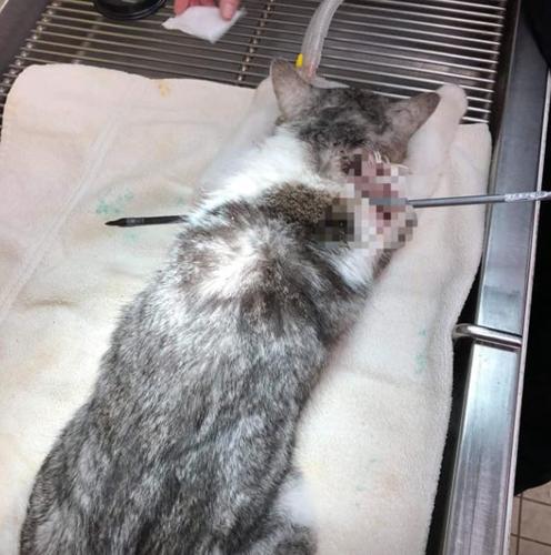 Cat wounded 2