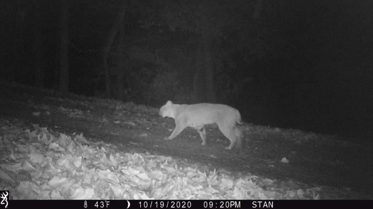 Bobcat Caught On Trail Cam In Shelbyville Top Stories 