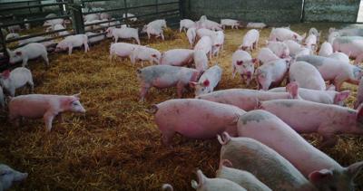 group-of-young-healthy-pigs-in-a-pigpen-of-farm-the-concept-ecology-livestock-farming--SBI-351044242.jpg