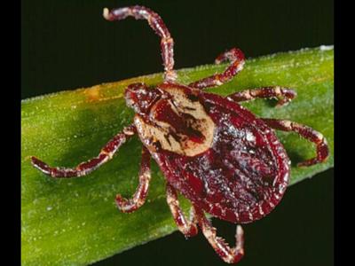 American dog tick