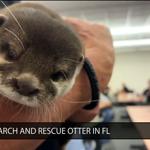 Making a Splash: First search and rescue otter officer on duty