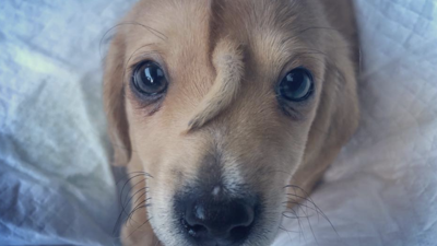 Unicorn dog.png