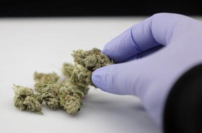Medical marijuana study won't be ready in time for medicinal marijuana ballot initiative