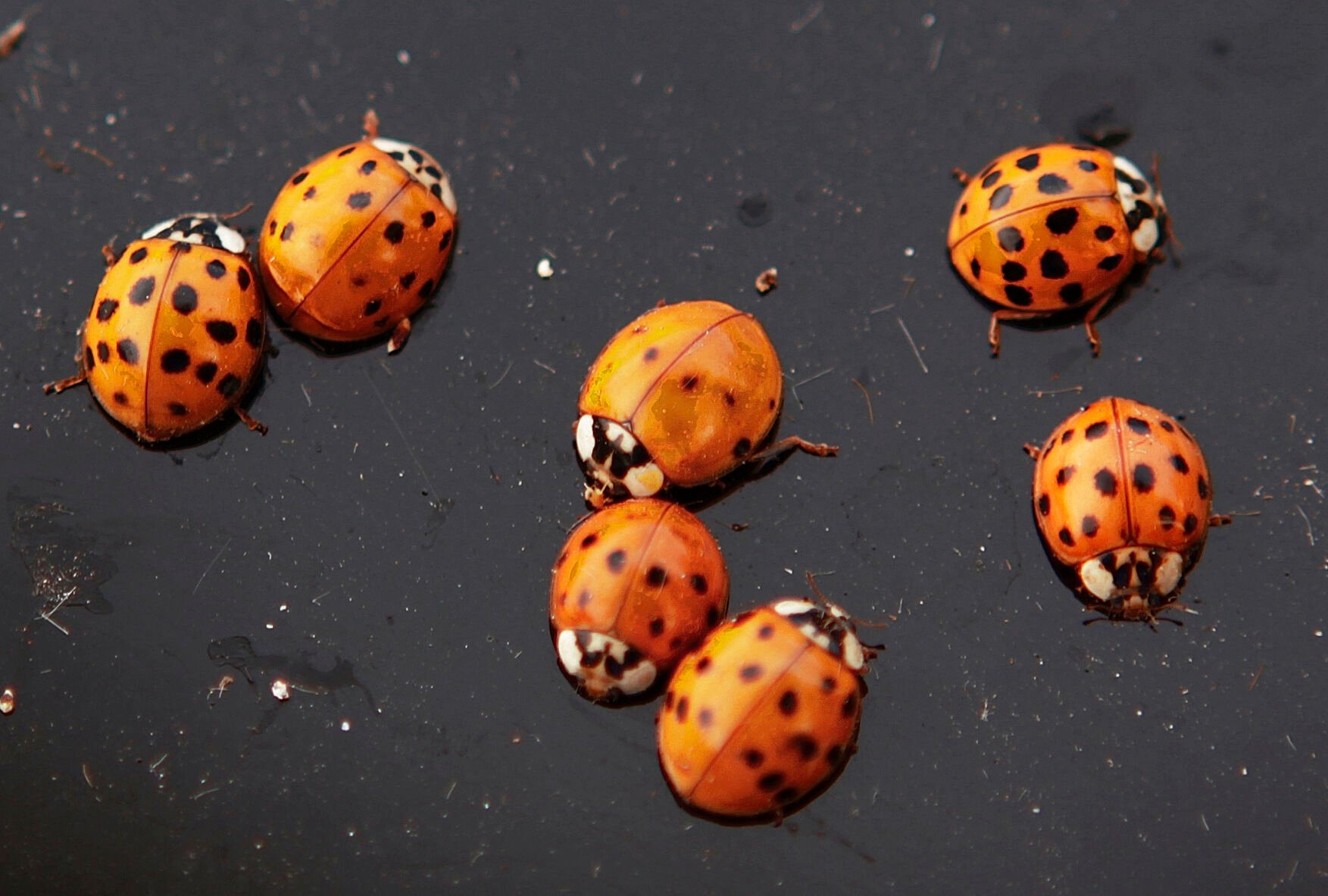 Bugged by Ladybugs