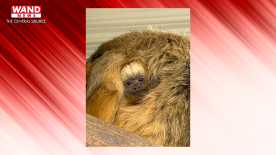 Scovill Zoo new howler monkey