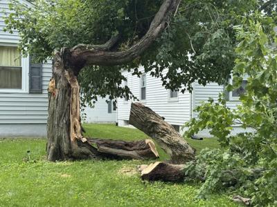 Storm Damaged Tree
