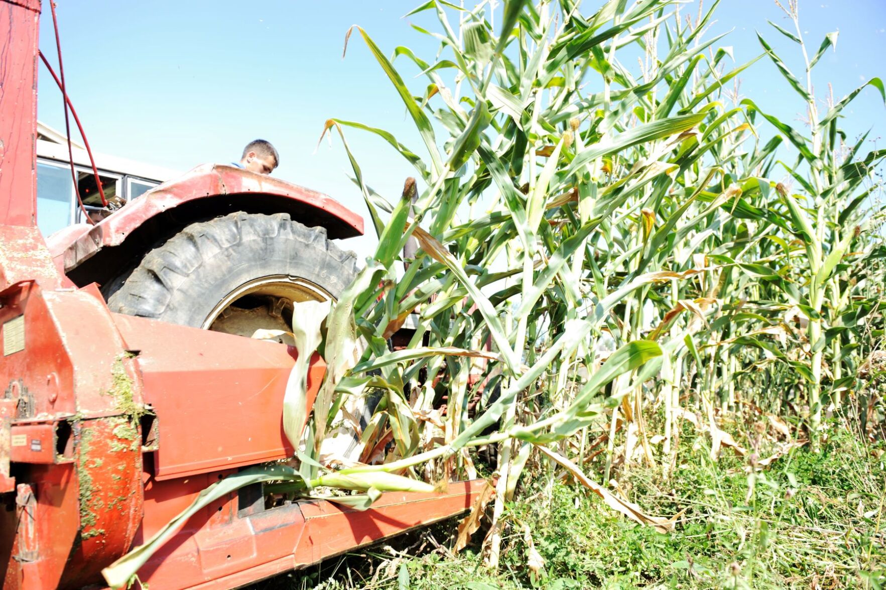 Tractor, harvesting corn