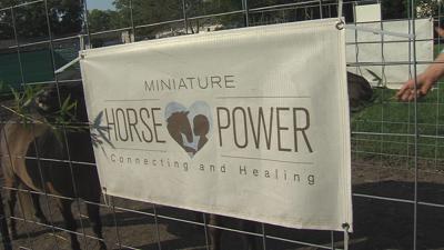 Miniature Horsepower in Champaign supporting children's mental health
