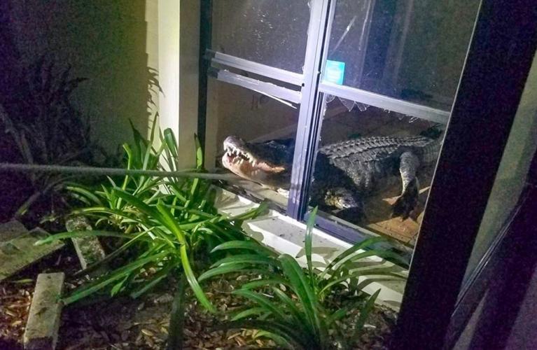Clearwater alligator 4