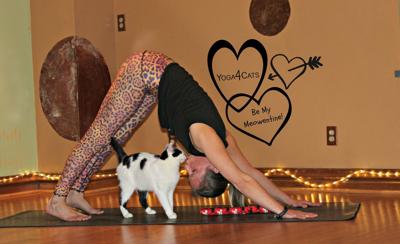 Yoga4Cats holding Be My Meowentine event in February