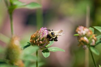 Bumble Bee on a Flower