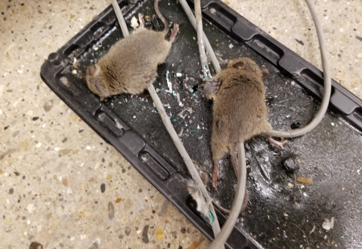 Kroger infestation 1.PNG