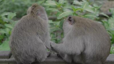 macaca-fascicularis-the-crab-eating-macaque-or-long-tailed-macaque-at-sacred-monkey-fo-SBI-350507962.jpg