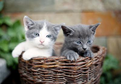Kittens in a basket