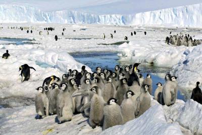 Emperor Penguins Climate