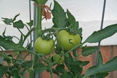 tomato plant