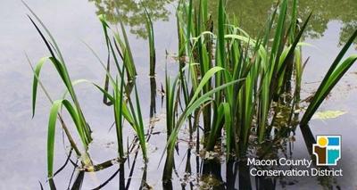 MCCD hosting rain garden creation event