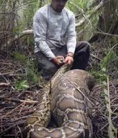 Python with deer inside of it discovered