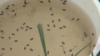 Mosquito Larvae